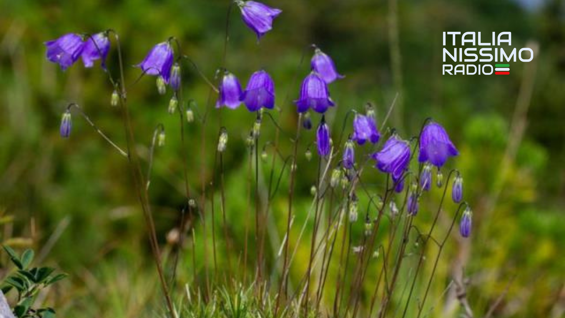 Una flor nunca antes vista en las montañas: descubierta una nueva especie de Campanula