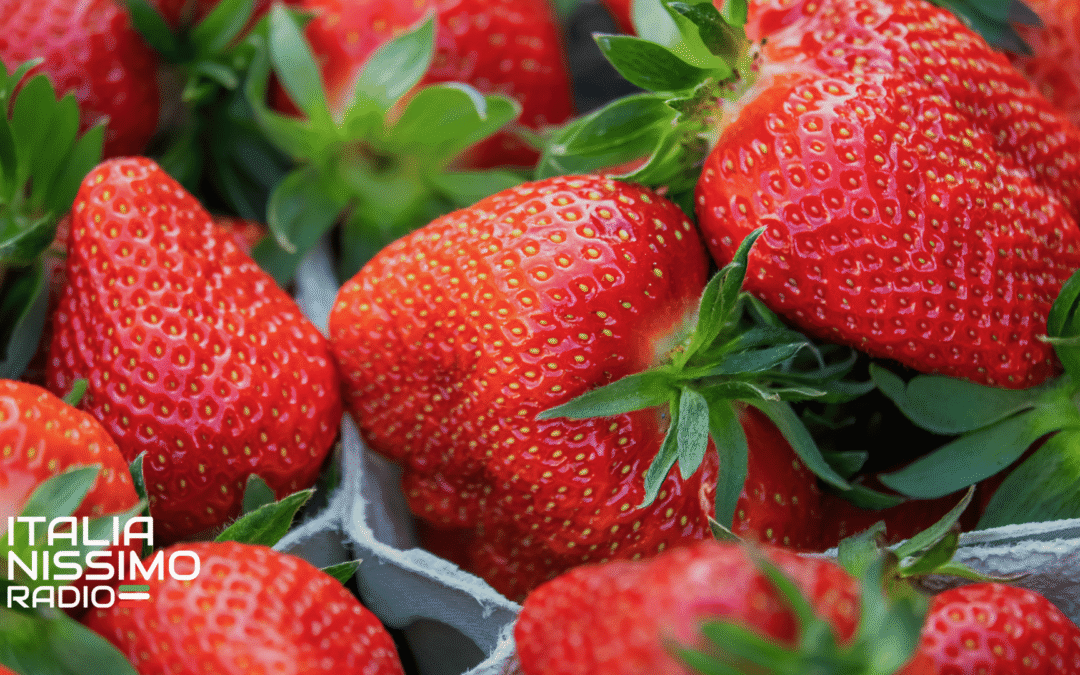 Brasil abre su mercado a las fresas italianas en un nuevo impulso al Made in Italy